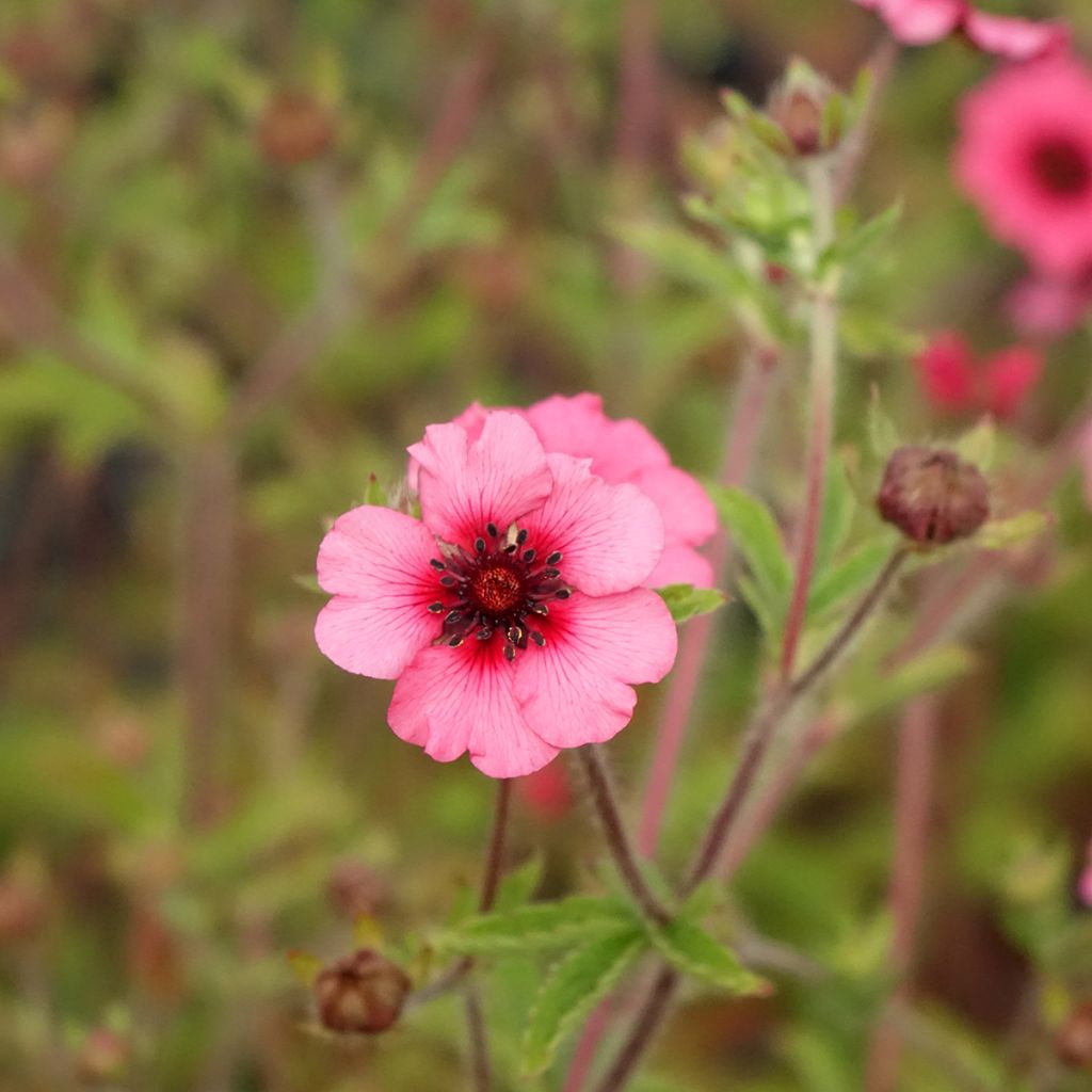 Potentilla nepalensis Miss Willmot