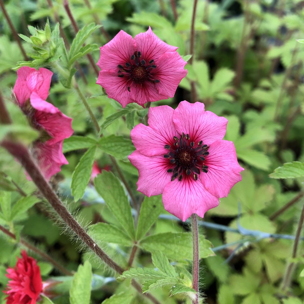 Potentilla nepalensis Miss Willmot