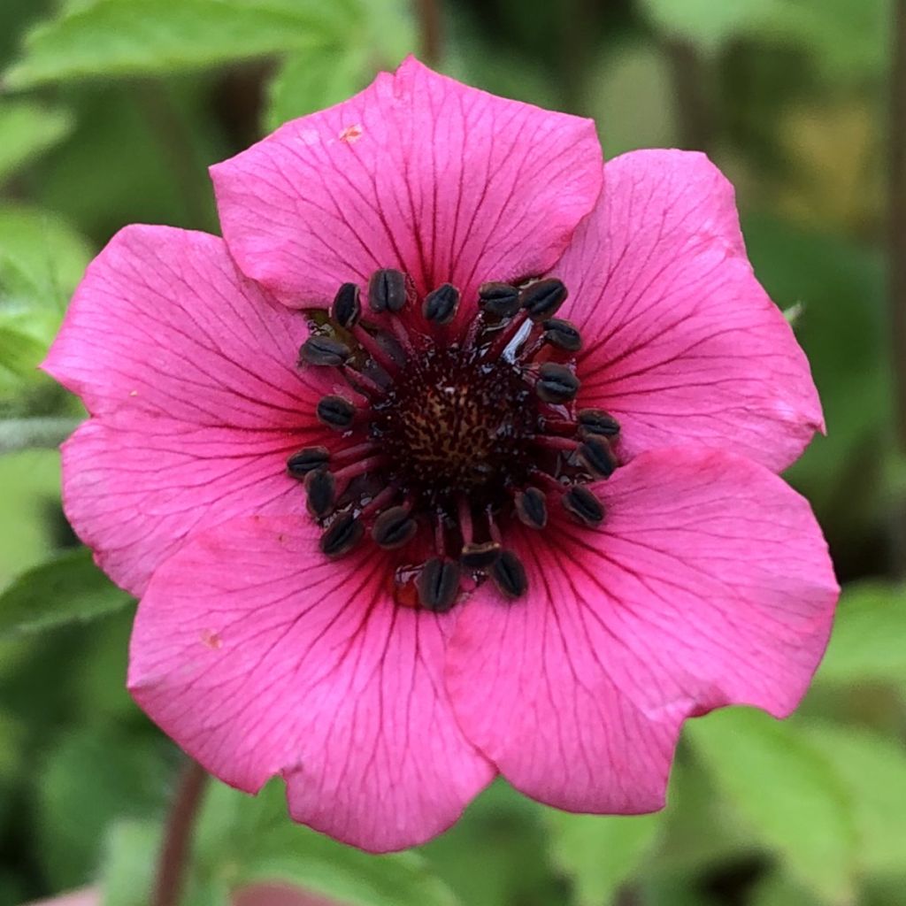 Potentilla nepalensis Miss Willmot