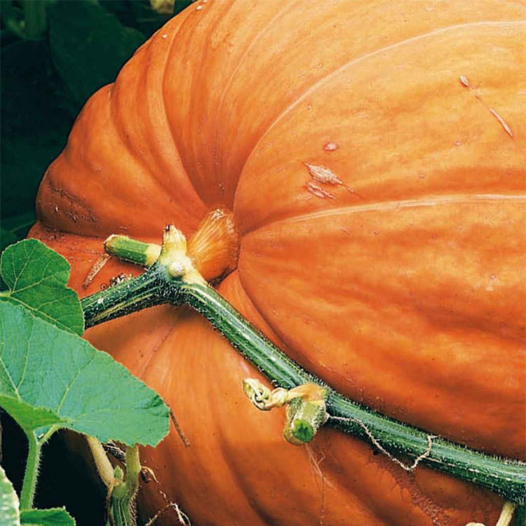 Zucca gigante Atlantic Giant