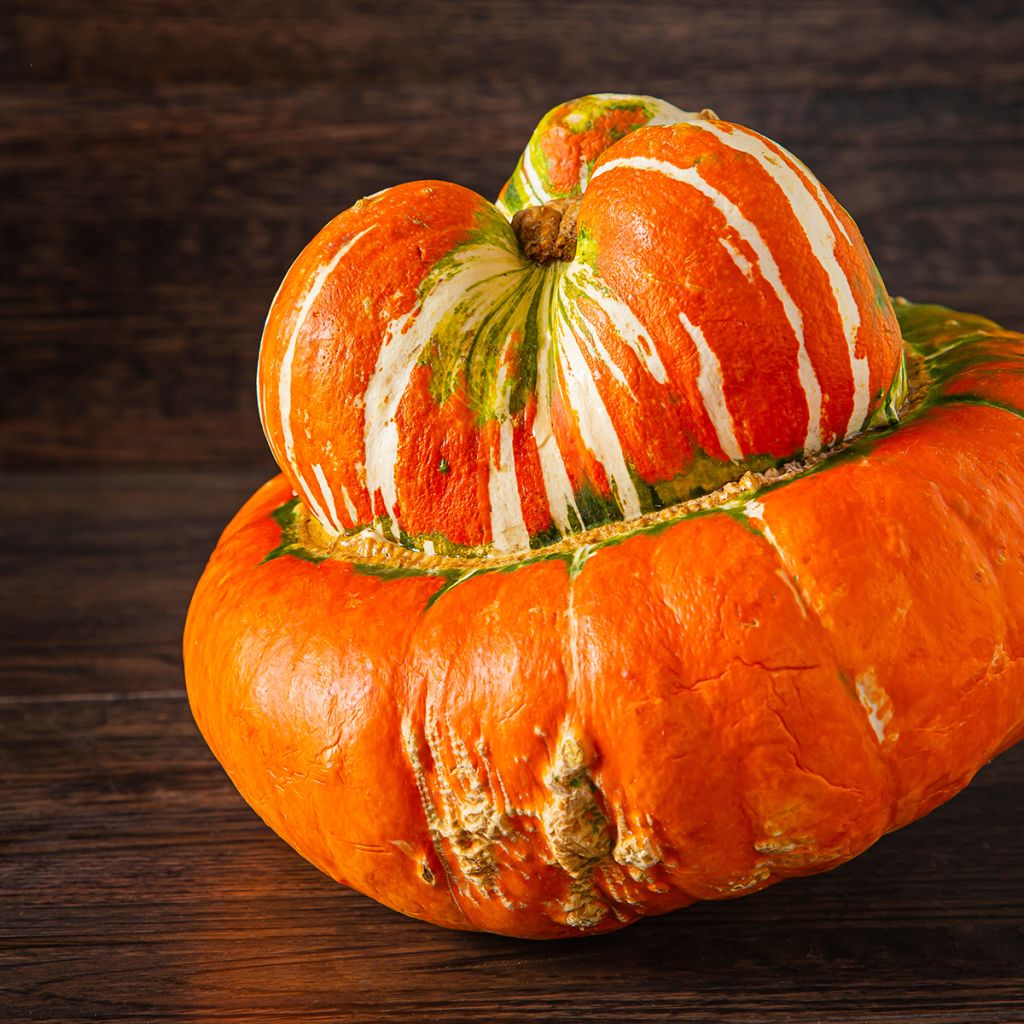 Zucca Giraumon Turban