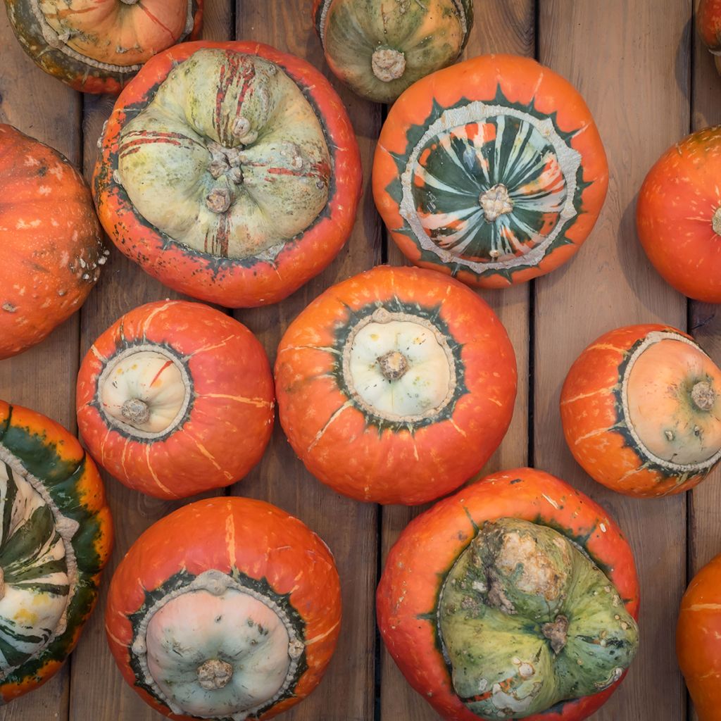 Zucca Giraumon Turban