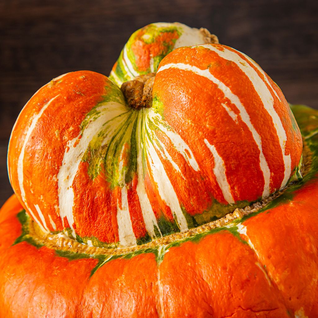 Zucca Giraumon Turban