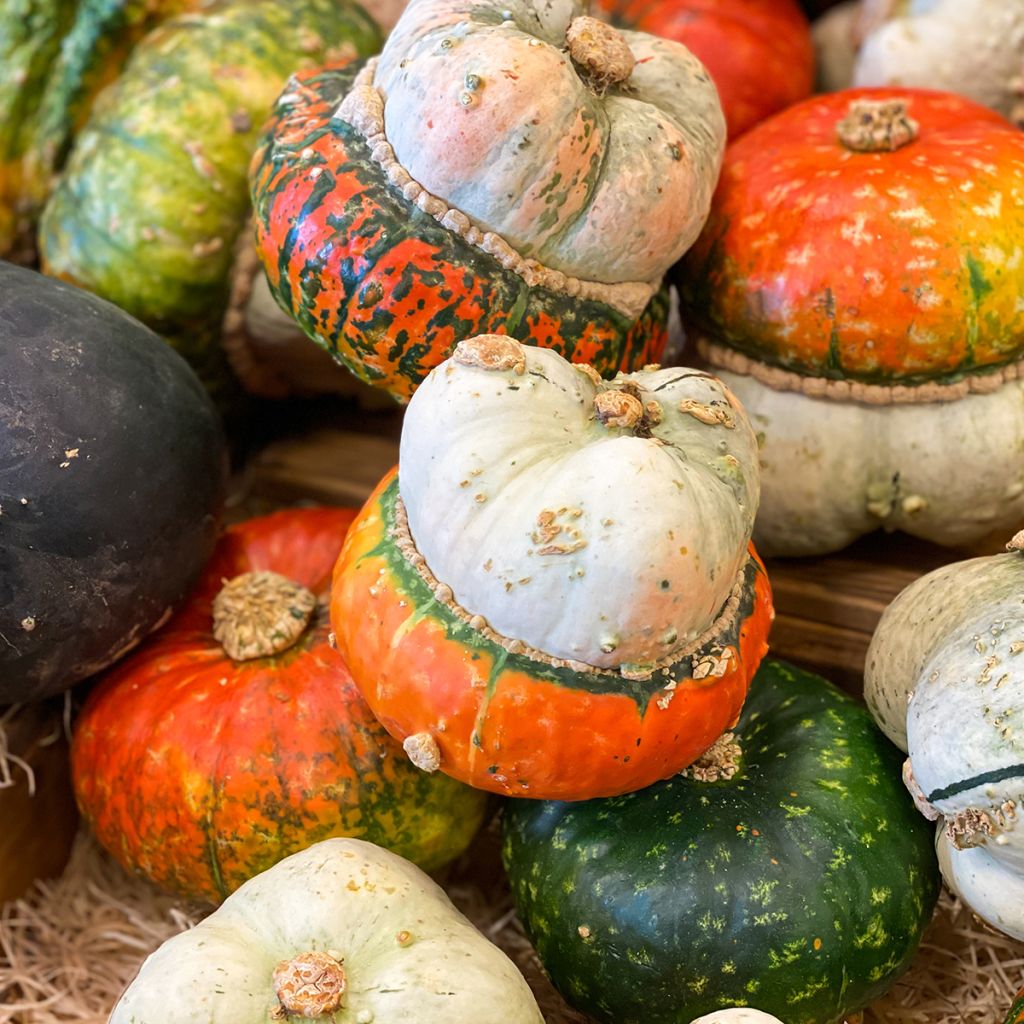 Zucca Giraumon Turban