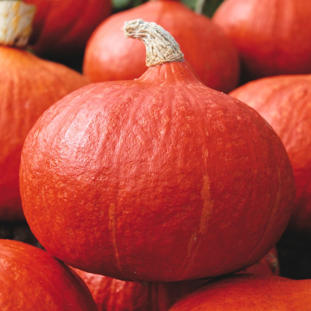 Zucca Orange Summer F1