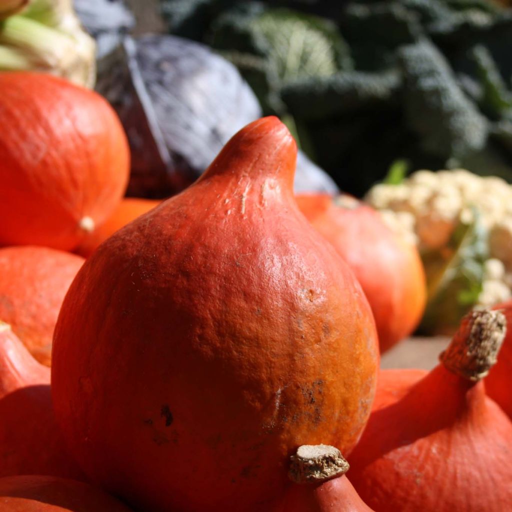 Zucca Uchiki-Kuri Bio