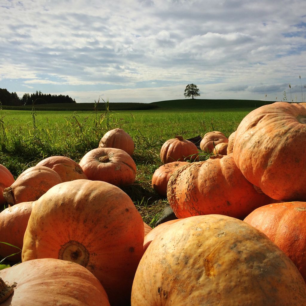 Zucca decorativa Jack O'Lantern