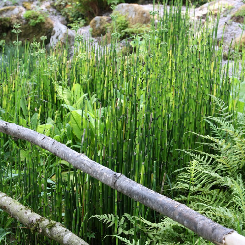Equisetum hyemale - Equiseto invernale