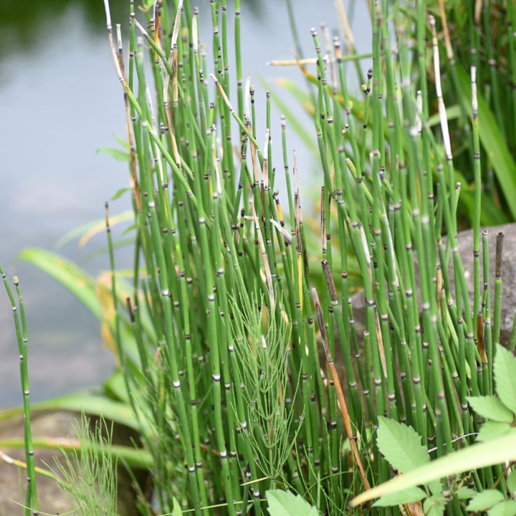 Equisetum hyemale - Equiseto invernale
