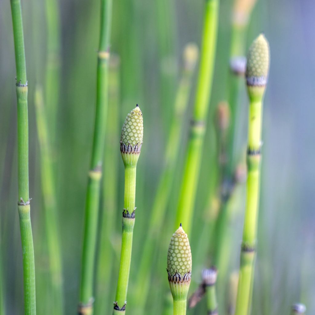 Equisetum hyemale - Equiseto invernale