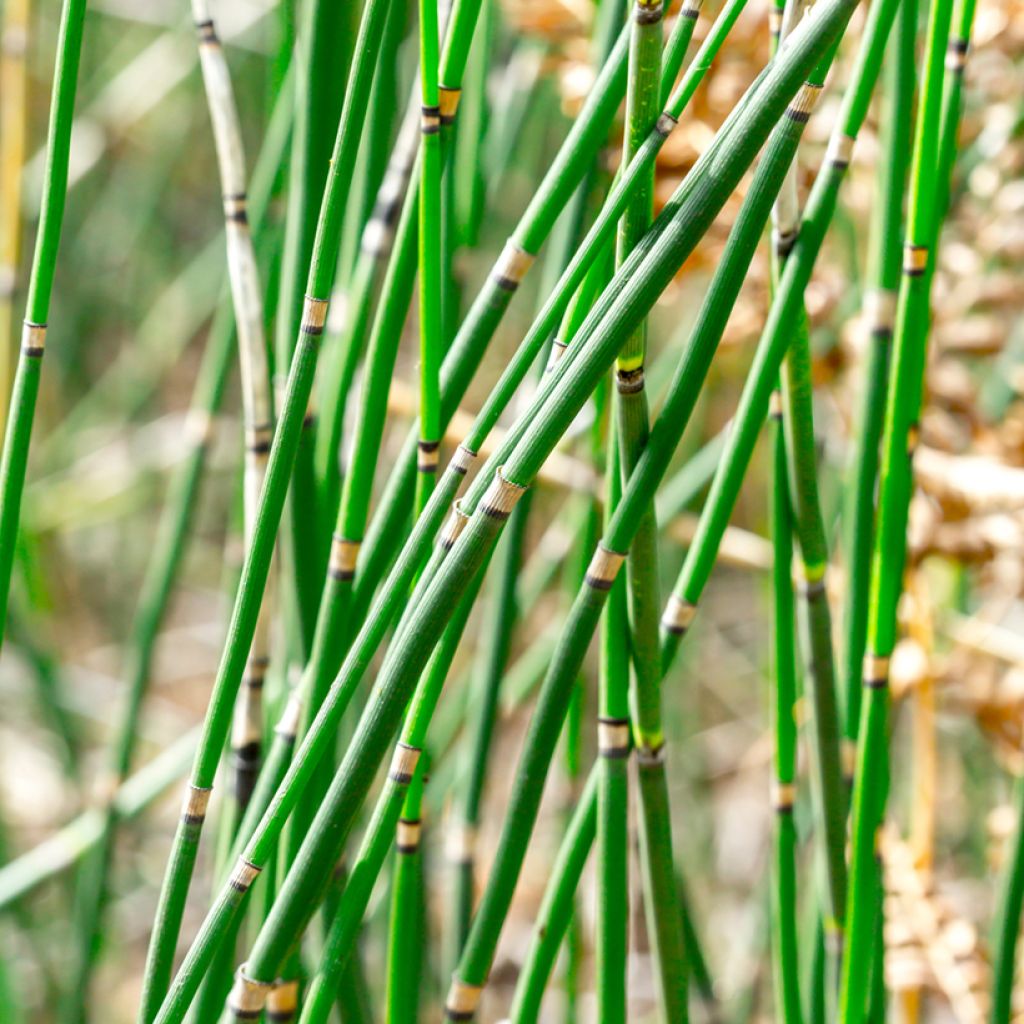 Equisetum hyemale - Equiseto invernale
