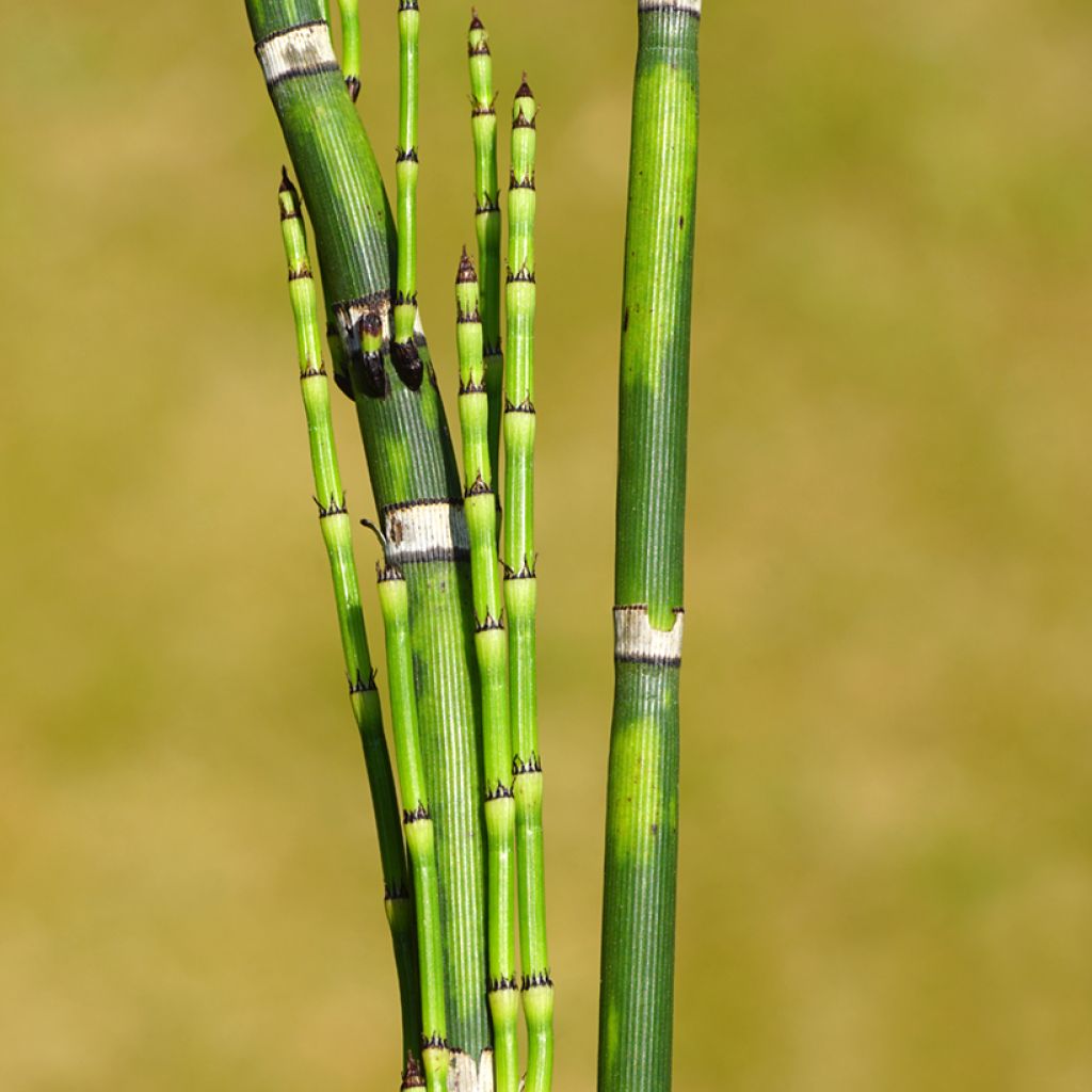 Equisetum hyemale - Equiseto invernale