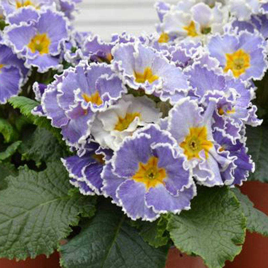 Primula Frilly Jean