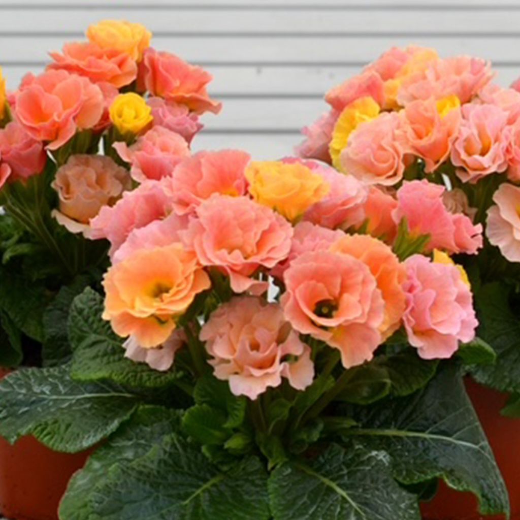 Primula Frilly Salmon and Peach