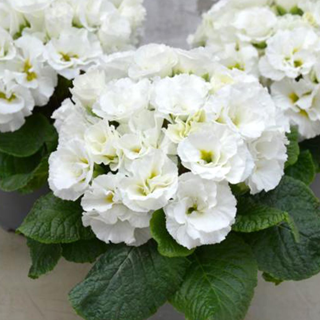 Primula Frilly White