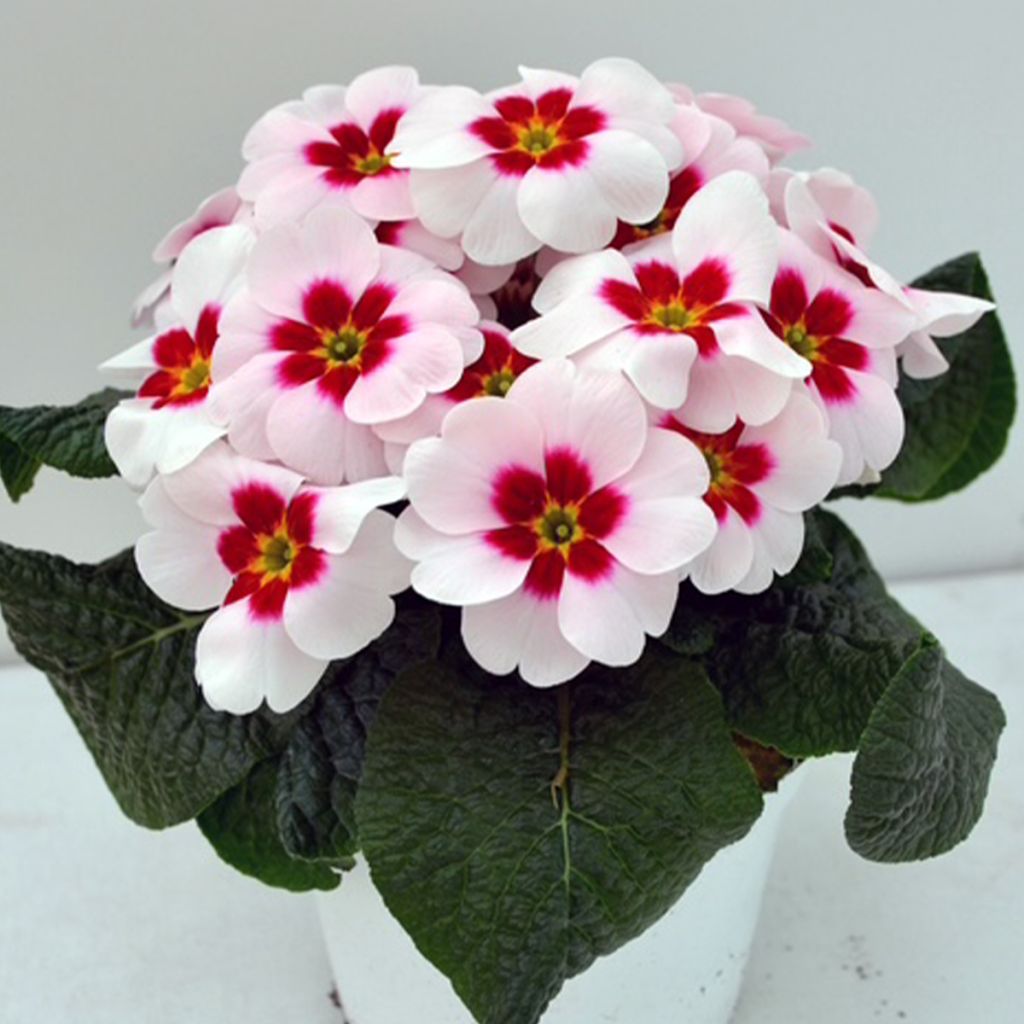 Primula Japan