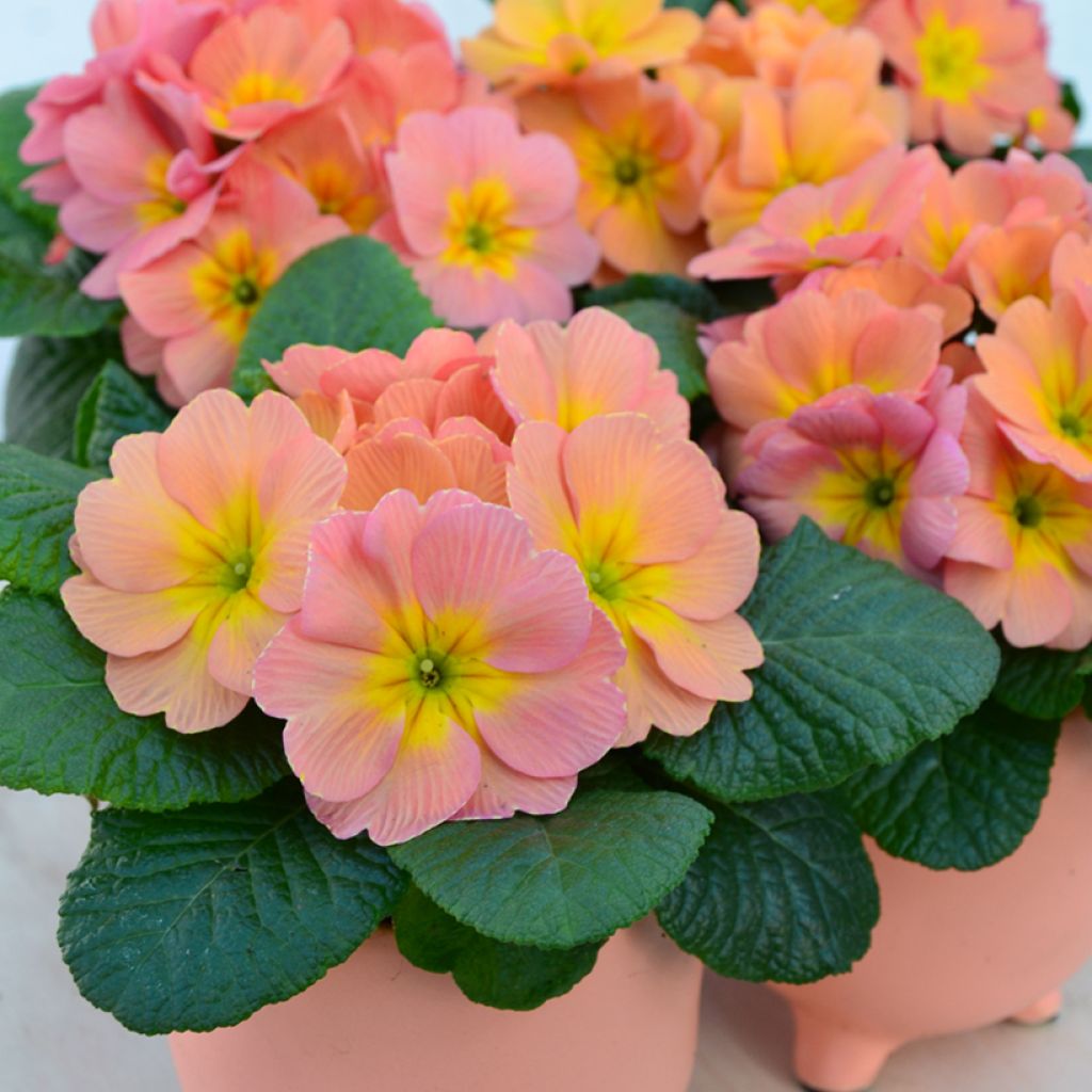 Primula Mango