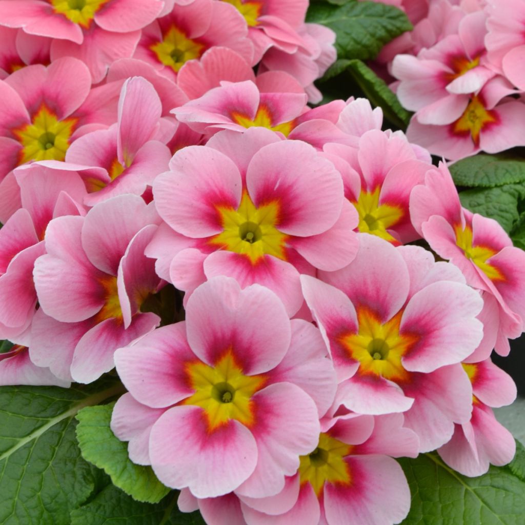 Primula Ringostar Cherryblossom