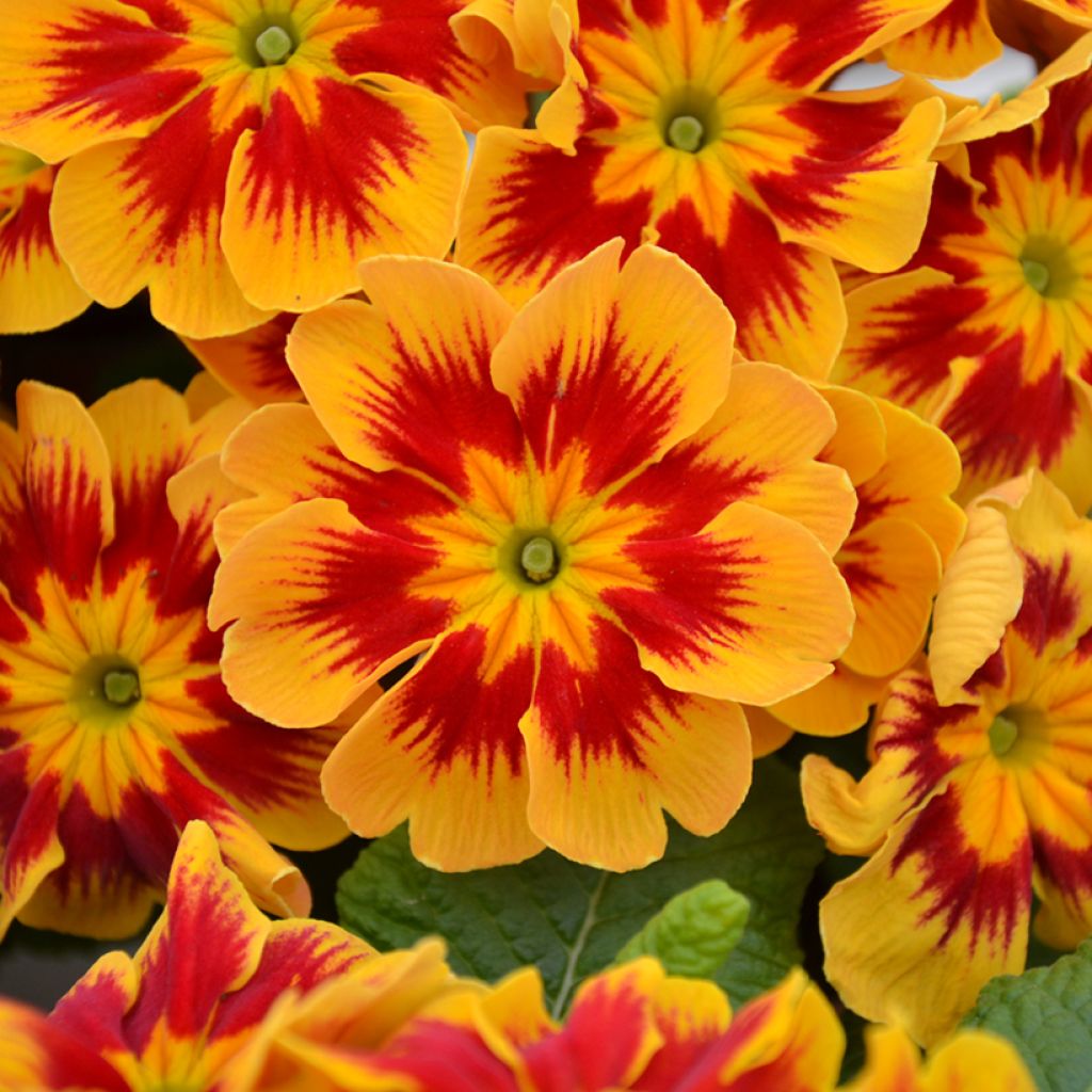 Primula Starfire