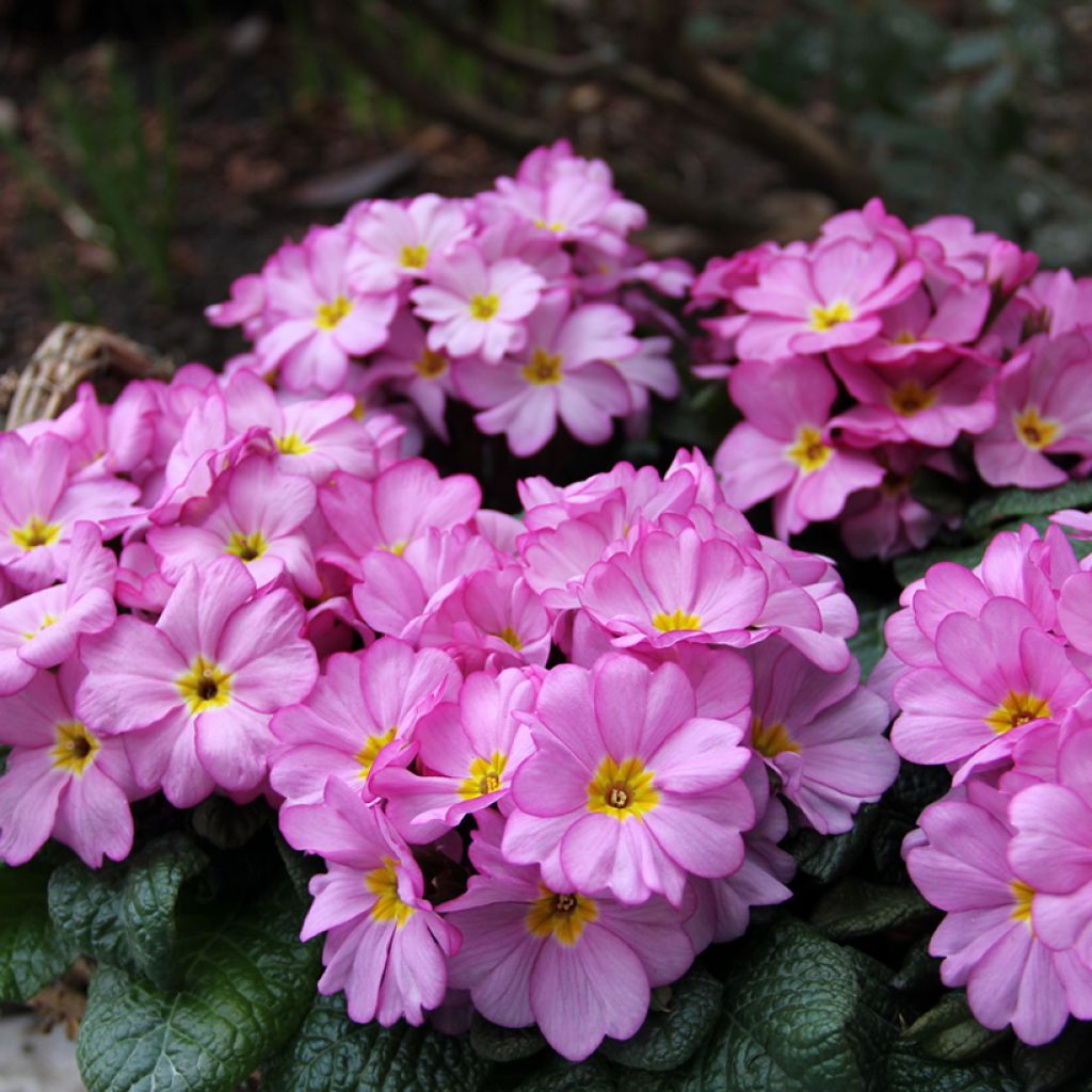 Primula Woodland Rose