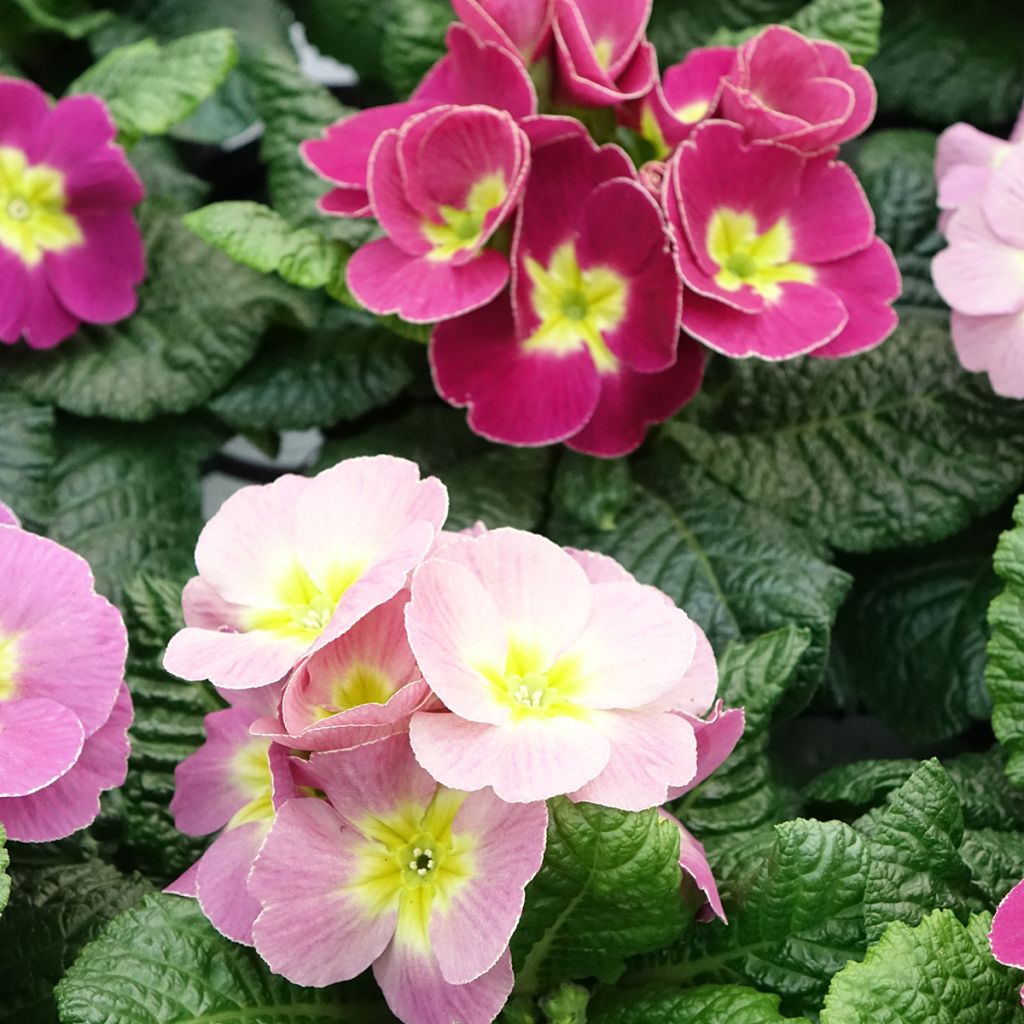 Primula pubescens Plums & Custard