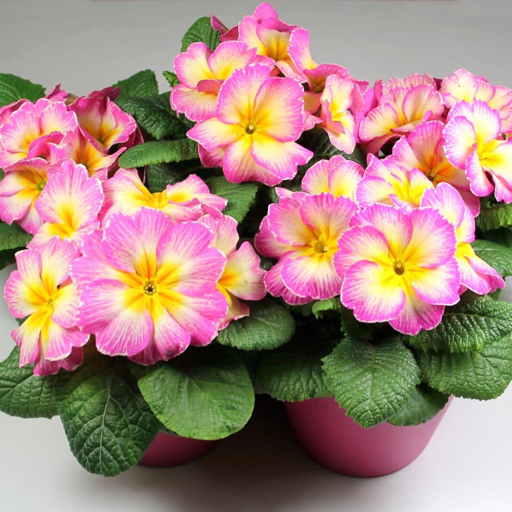 Primula Lipstick