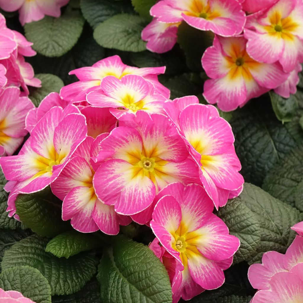 Primula Lipstick
