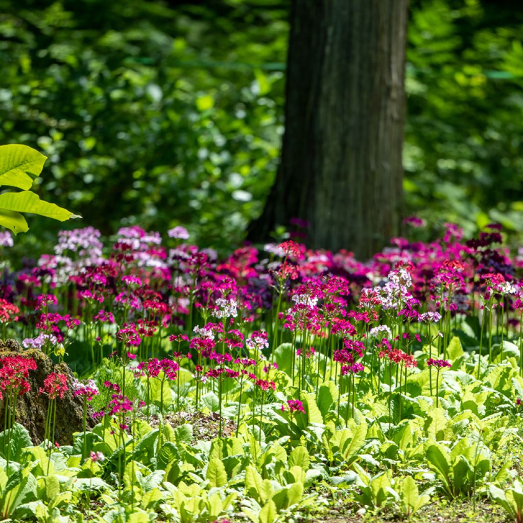Primula japonica - Primula giapponese