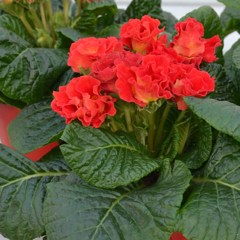 Primula Rosebud F1 Red Shades