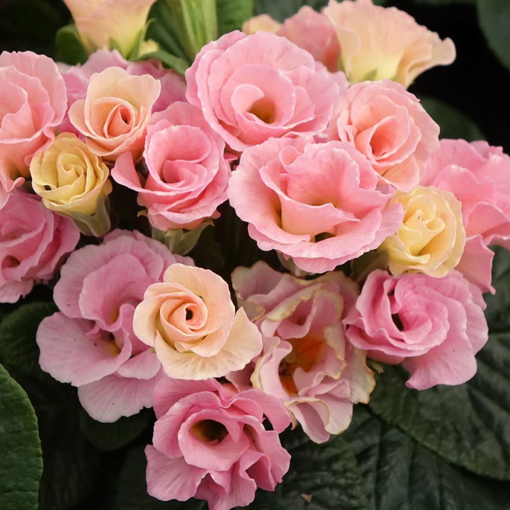 Primula Rosebud F1 Tutti frutti