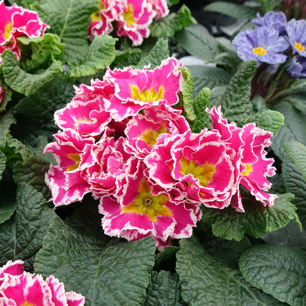 Primula Sweetie