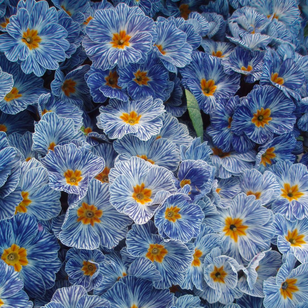Primula Zebra Blue