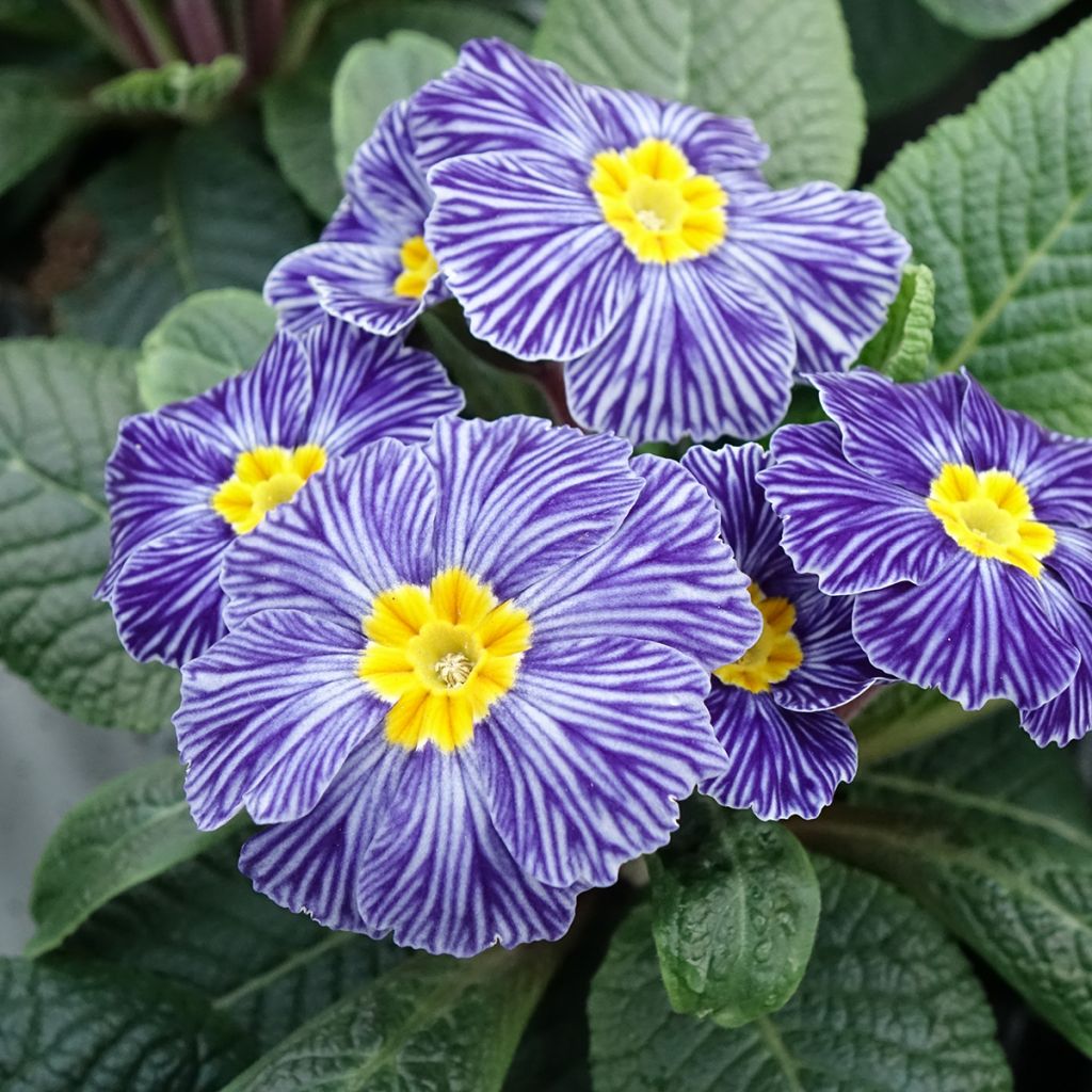 Primula Zebra Blue