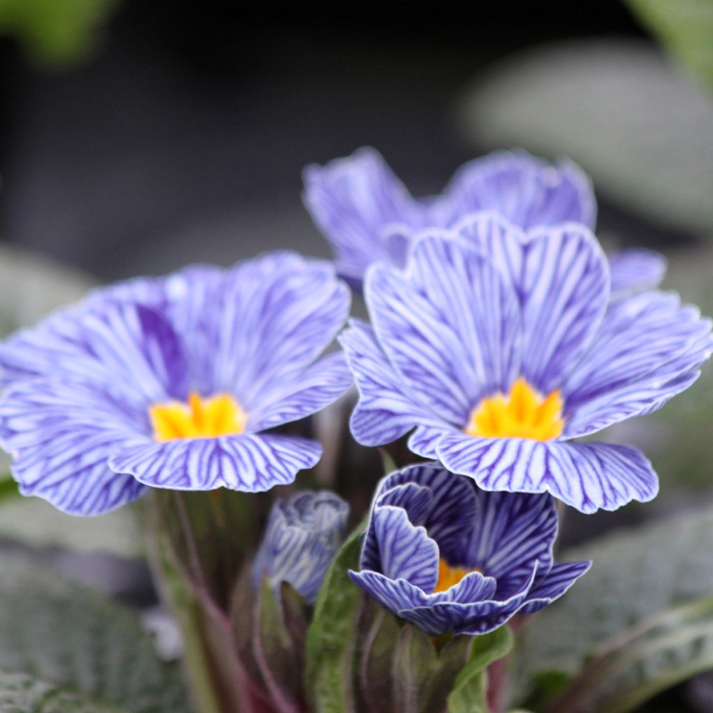 Primula Zebra Blue