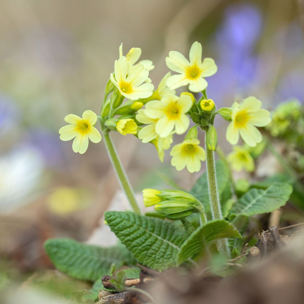 Primula elatior double Rubens - Primula maggiore
