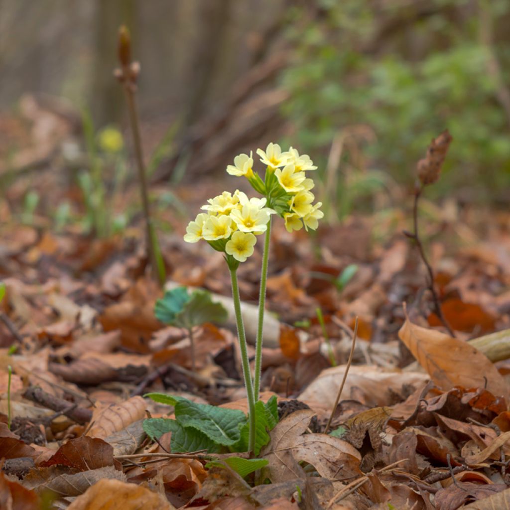Primula elatior double Rubens - Primula maggiore