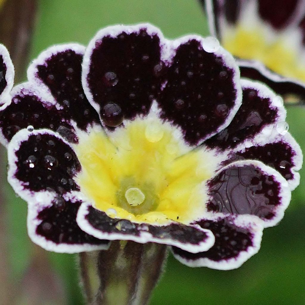 Primula eliator Gold Lace Black - Primula maggiore