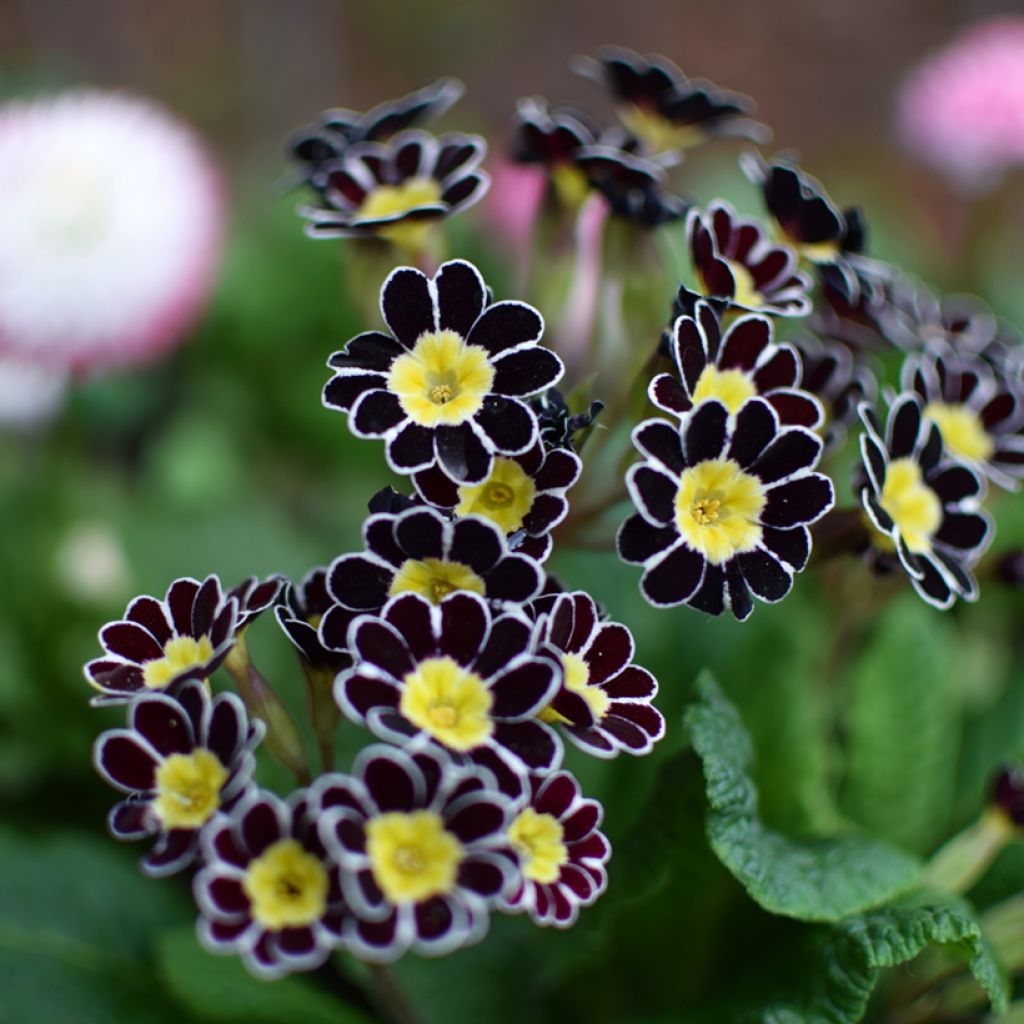 Primula eliator Gold Lace Black - Primula maggiore