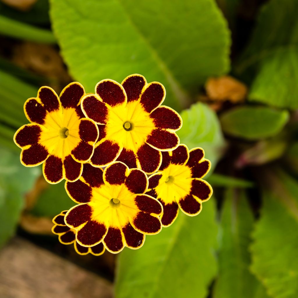 Primula eliator Gold Lace Red - Primula maggiore
