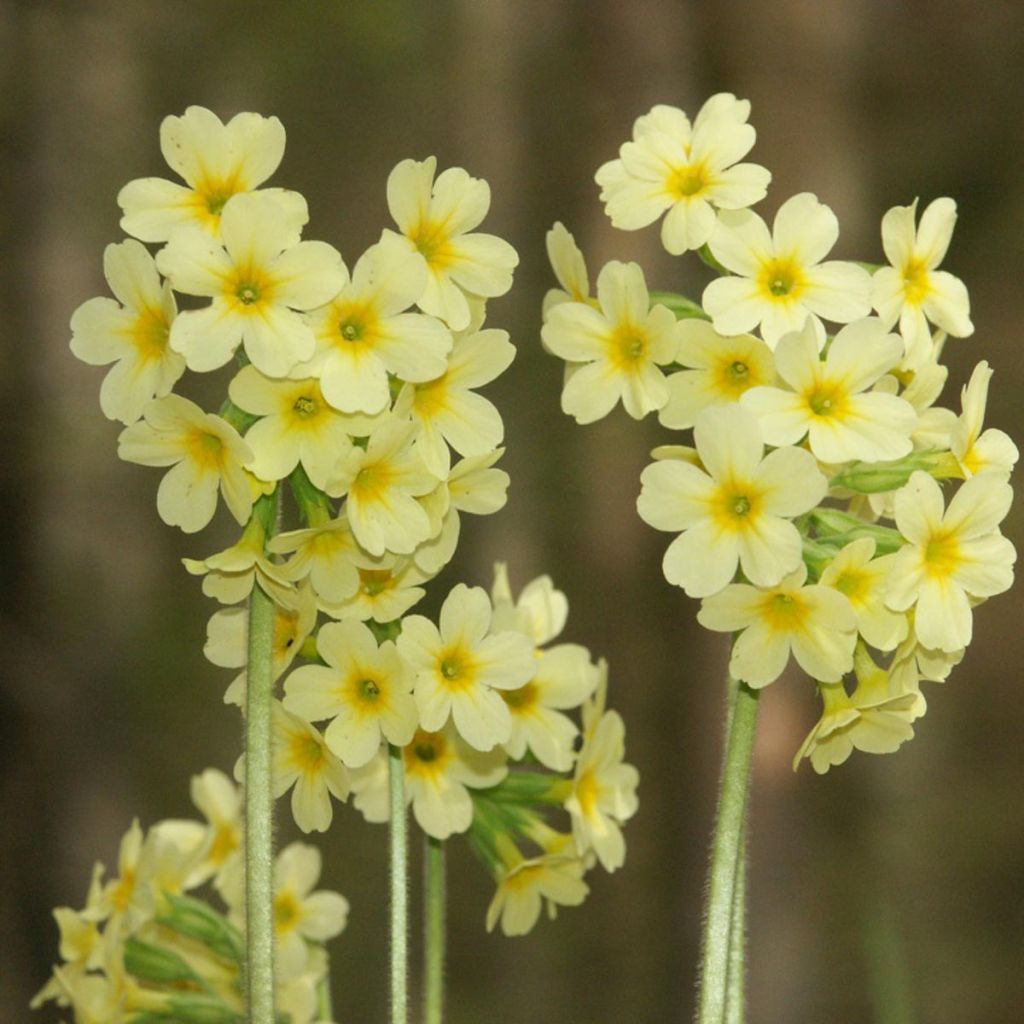 Primula elatior double Rubens - Primula maggiore