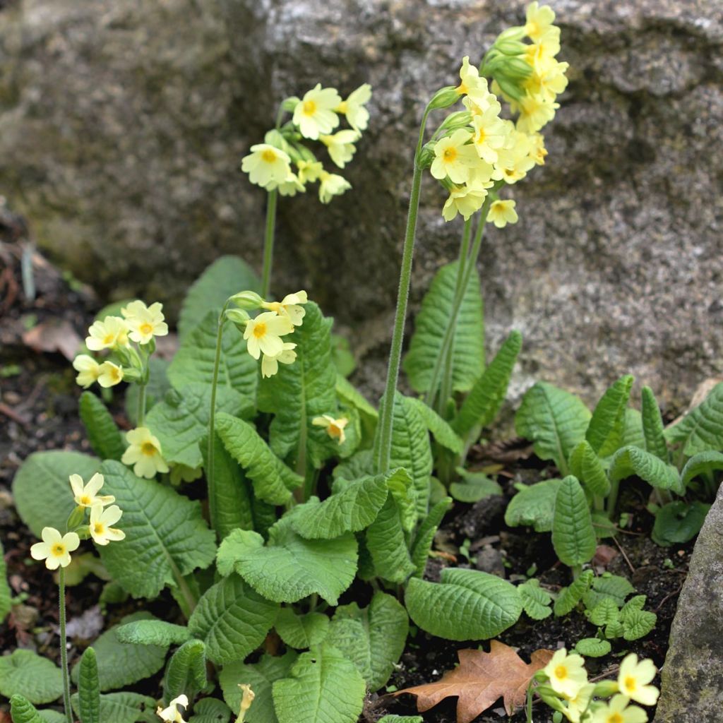 Primula elatior double Rubens - Primula maggiore
