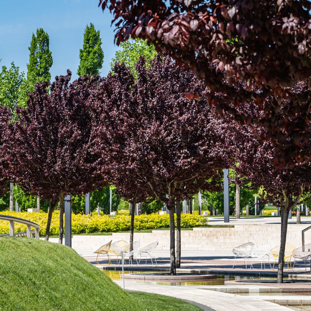 Prunier myrobolan - Prunus cerasifera Pissardii