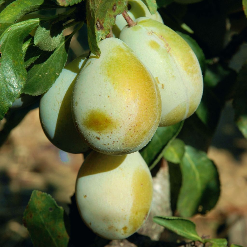 Prugna nain Goldust courod