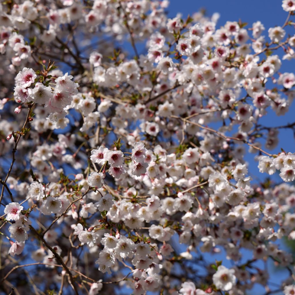 Prunus Hally Jolivette - Ciliegio da fiore