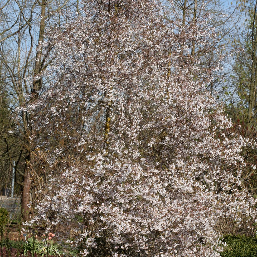 Prunus Hally Jolivette - Ciliegio da fiore