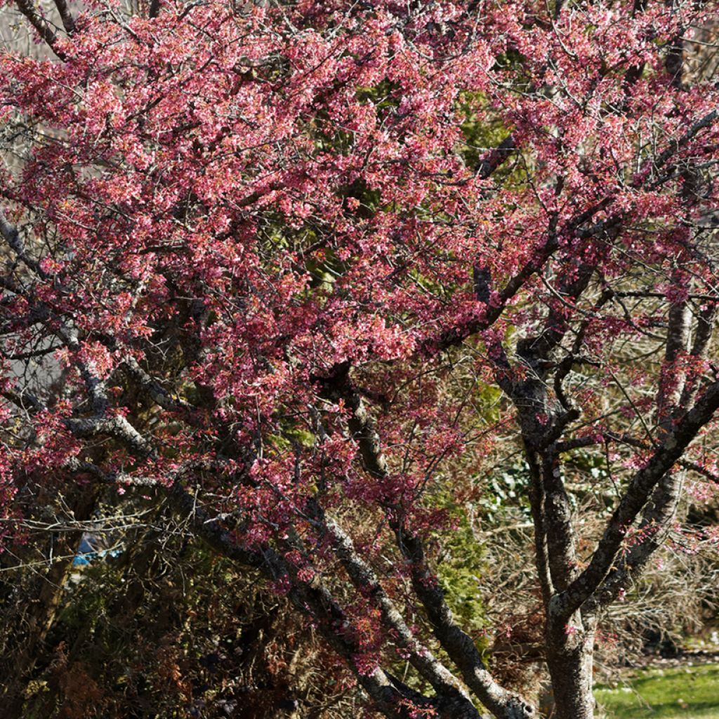Prunus Okame - Ciliegio da fiore