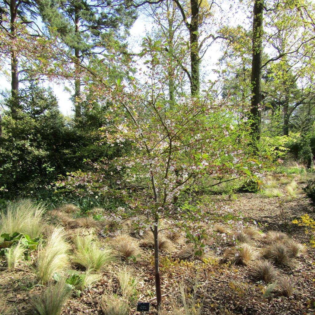 Prunus The Bride - Ciliegio da fiore