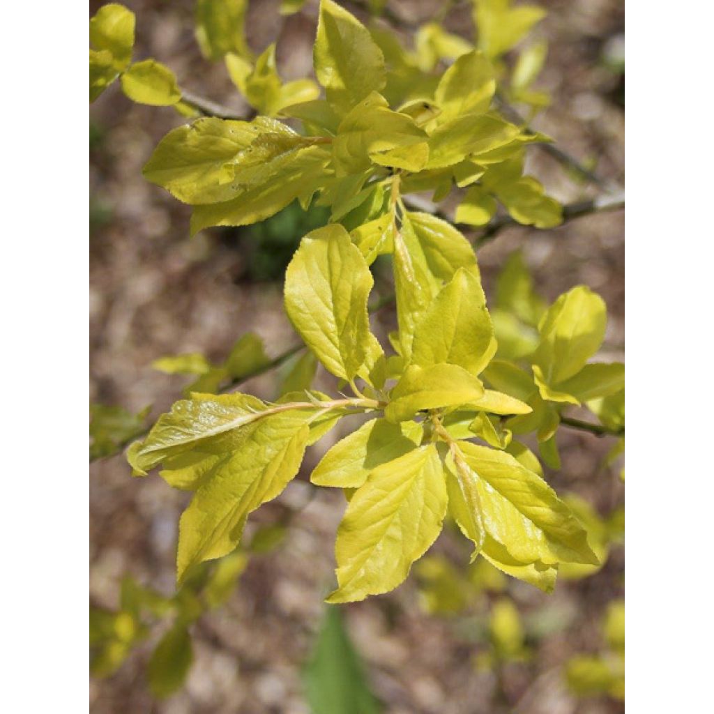 Prunier à fleurs - Prunus cerasifera Złoty Obłok