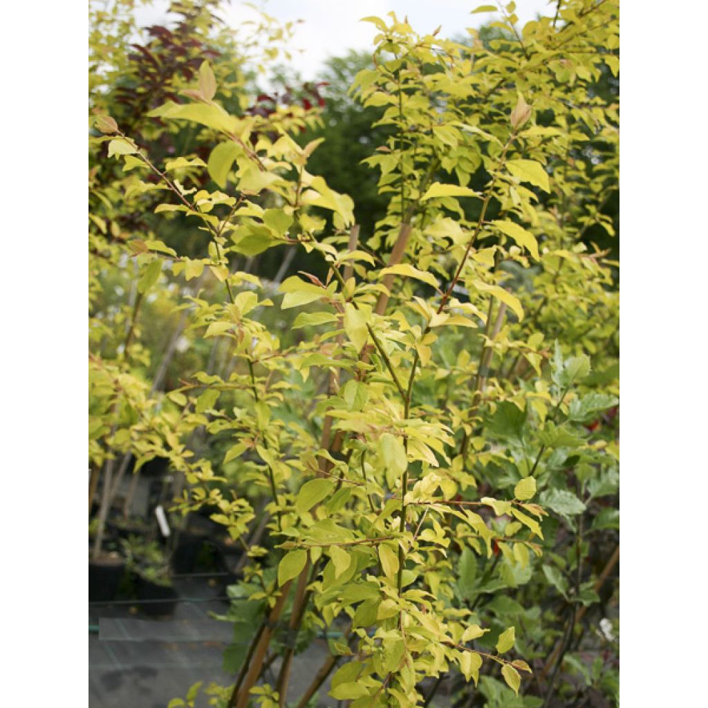 Prunier à fleurs - Prunus cerasifera Złoty Obłok