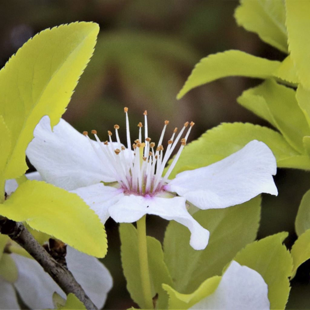 Prunier à fleurs - Prunus cerasifera Złoty Obłok